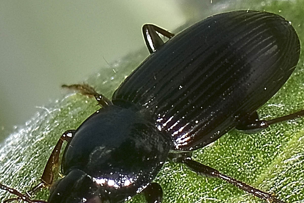 Pterostichus vernalis, Carabidae